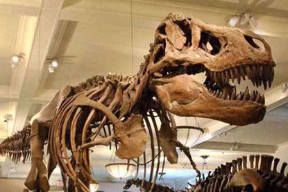 American Museum Of Natural History