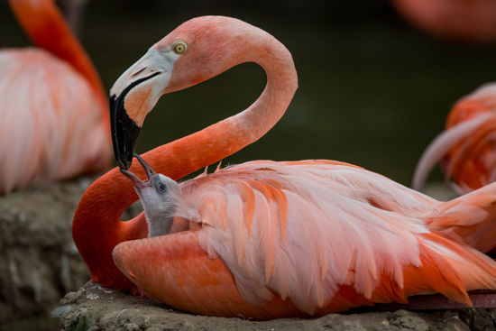 Flamingos
